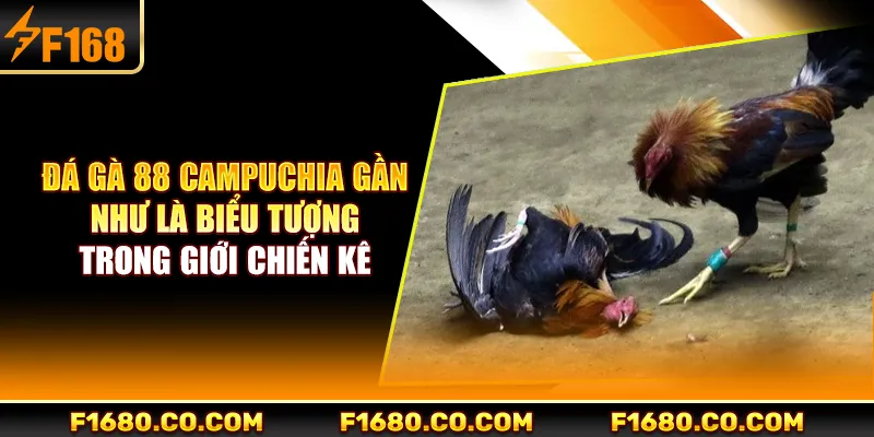 Đá gà 88 Campuchia gần như là biểu tượng trong giới chiến kê