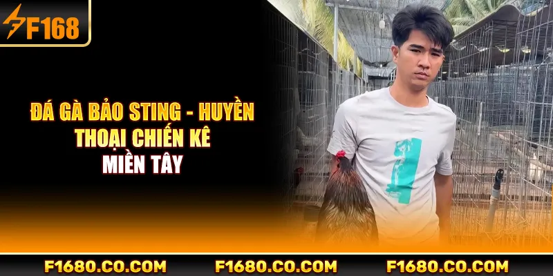 Đá Gà Bảo Sting - Huyền Thoại Chiến Kê Miền Tây