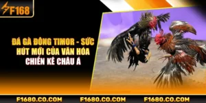 Đá Gà Đông Timor - Sức Hút Mới Của Văn Hóa Chiến Kê Châu Á