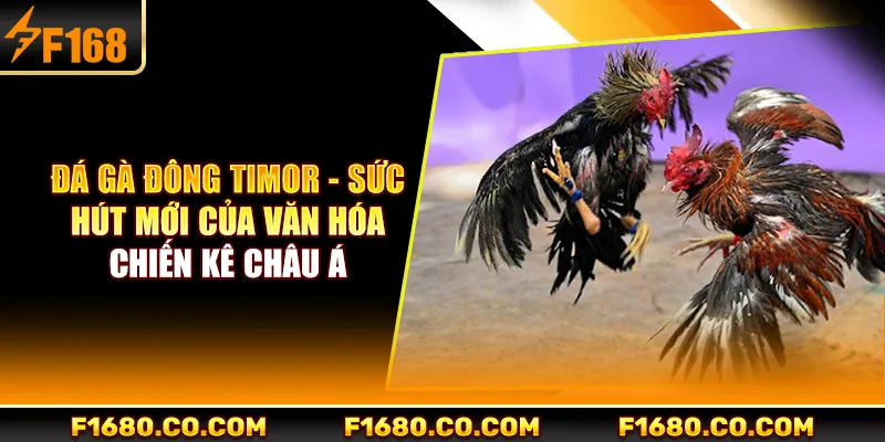 Đá Gà Đông Timor - Sức Hút Mới Của Văn Hóa Chiến Kê Châu Á