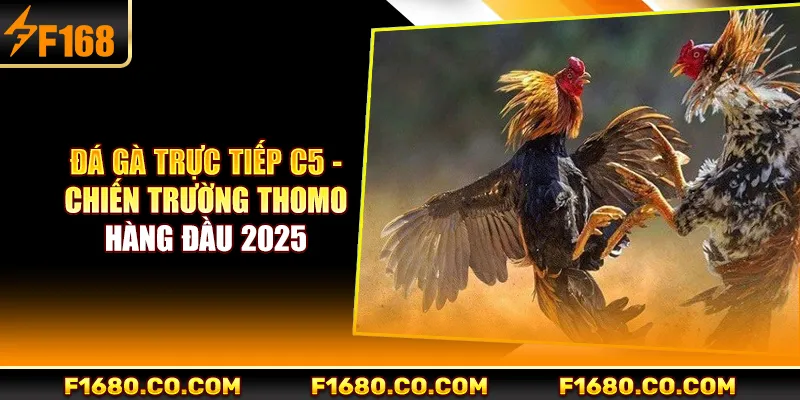 Đá Gà Trực Tiếp C5 - Chiến Trường Thomo Hàng Đầu 2025