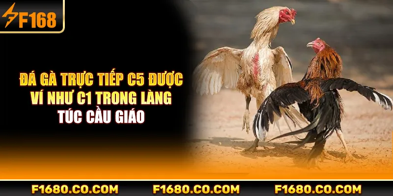 Đá gà trực tiếp C5 được ví như C1 trong làng túc cầu giáo