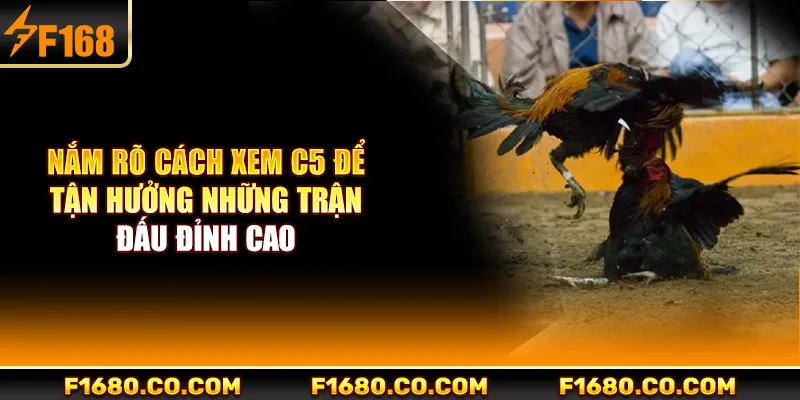 Nắm rõ cách xem C5 để tận hưởng những trận đấu đỉnh cao