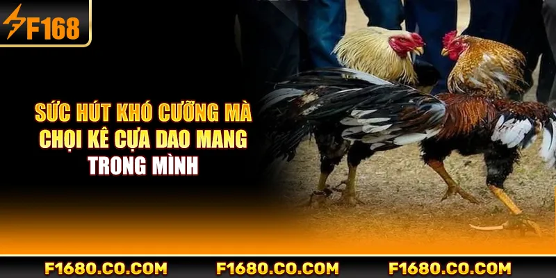 Sức hút khó cưỡng mà chọi kê cựa dao mang trong mình